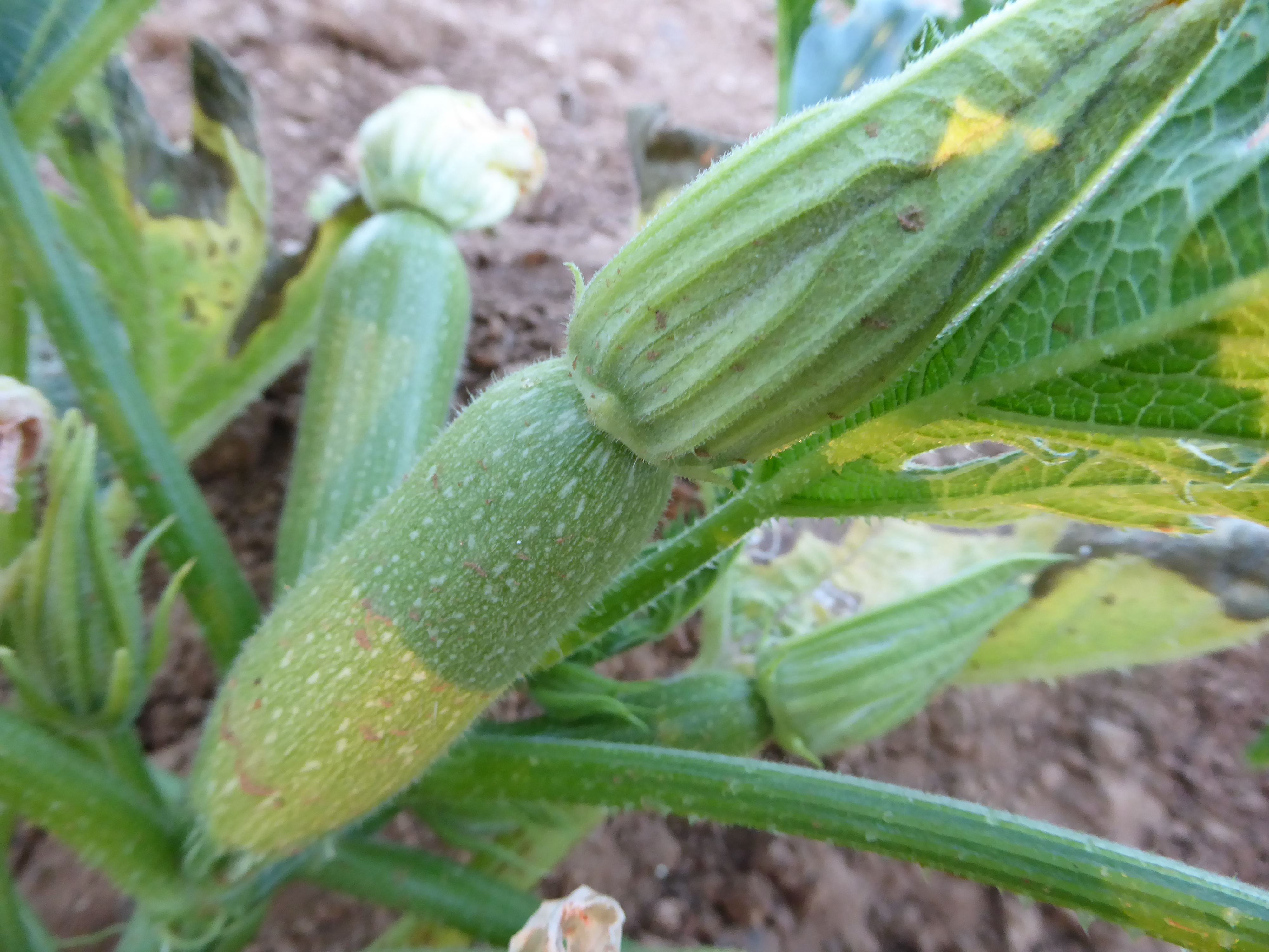 squash fra hagen